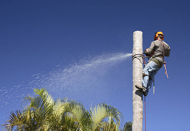 How Our Tree Care Process Works  in  Ashland, WI